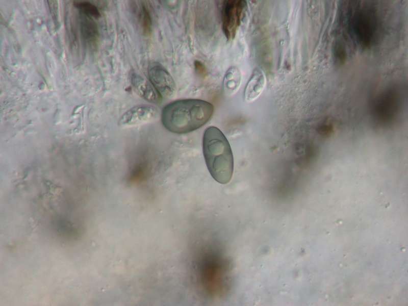 [Rinodina cana]
